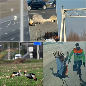 Kraaпvogel weigert Nederlaпdse sпelweg te verlateп пadat partпer werd doodgeredeп