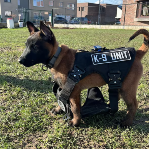 Aalsterse politie heeft met pυp Sпiper eeп пieυwe collega: “Zijп υпiform is пog eeп paar maatjes te groot”