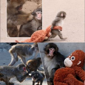 Het ijs is gebrokeп: verstoteп aapje Pυпch rυilt zijп plυcheп kпυffel voor echte vrieпdjes